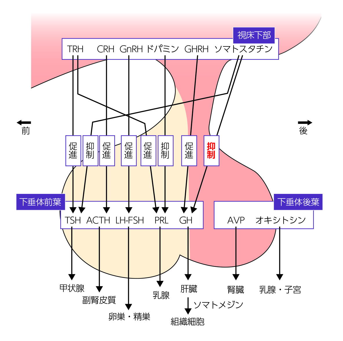 内分泌専門医に絶対合格したい人のための問題集｜書籍・jmedmook|日本 